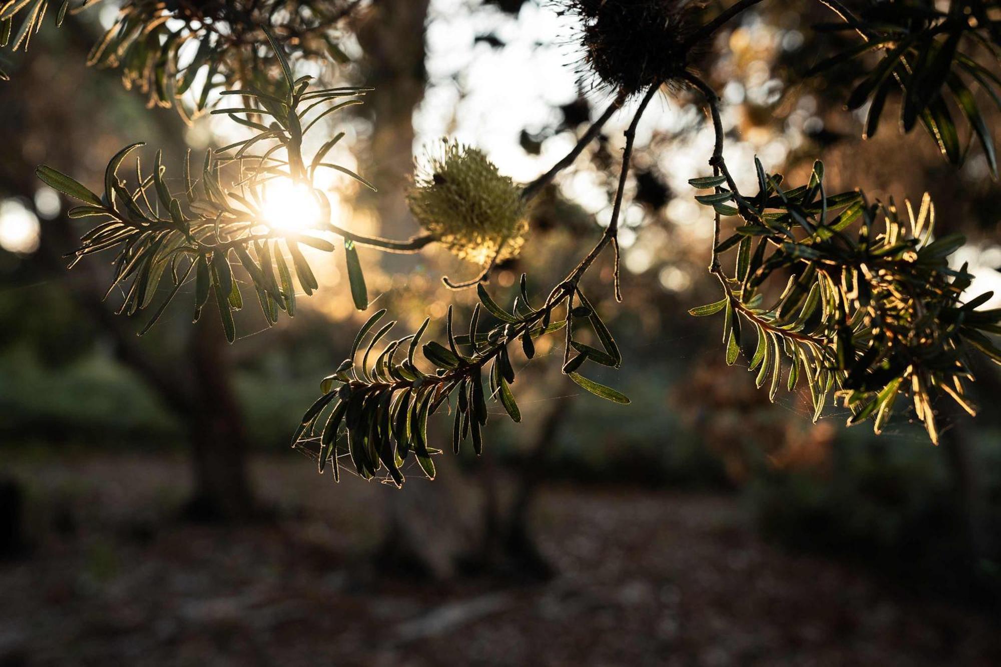 Hotel Numie - Freycinet Peninsula - Glamping - Heated - Waterfront Coles Bay Esterno foto